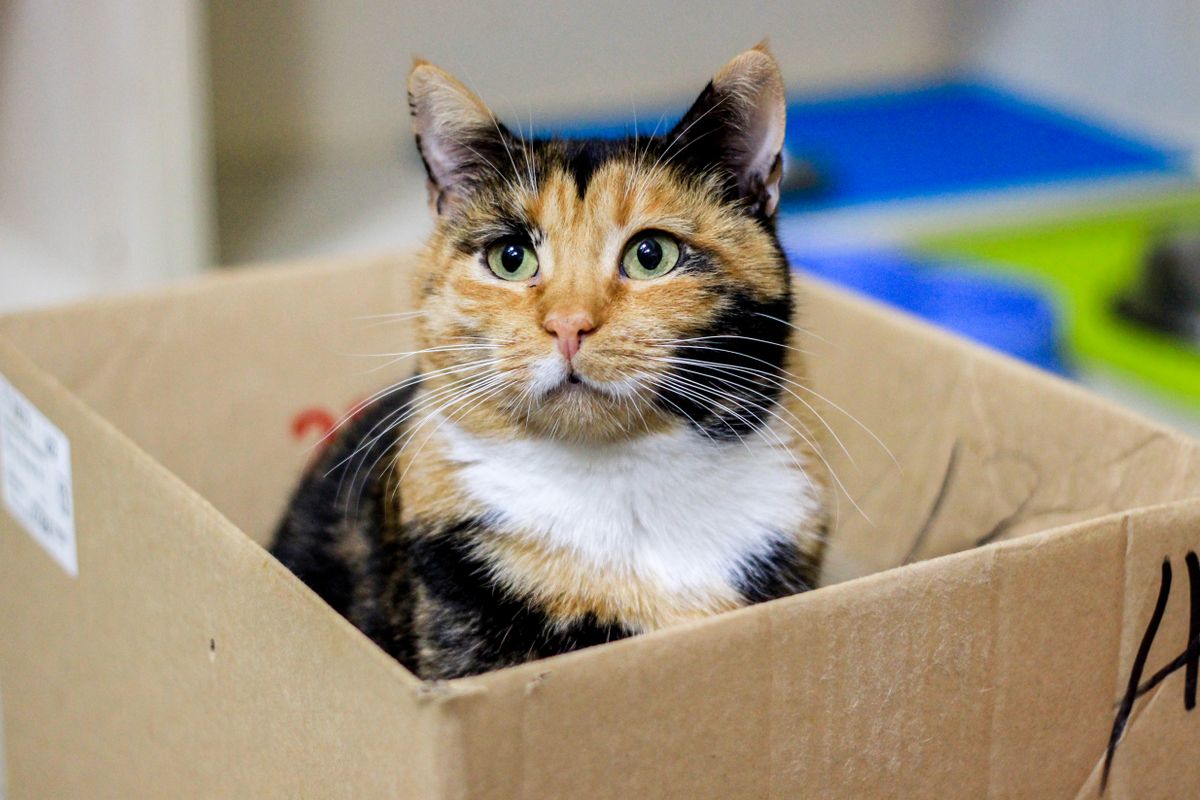 箱の中に座る猫