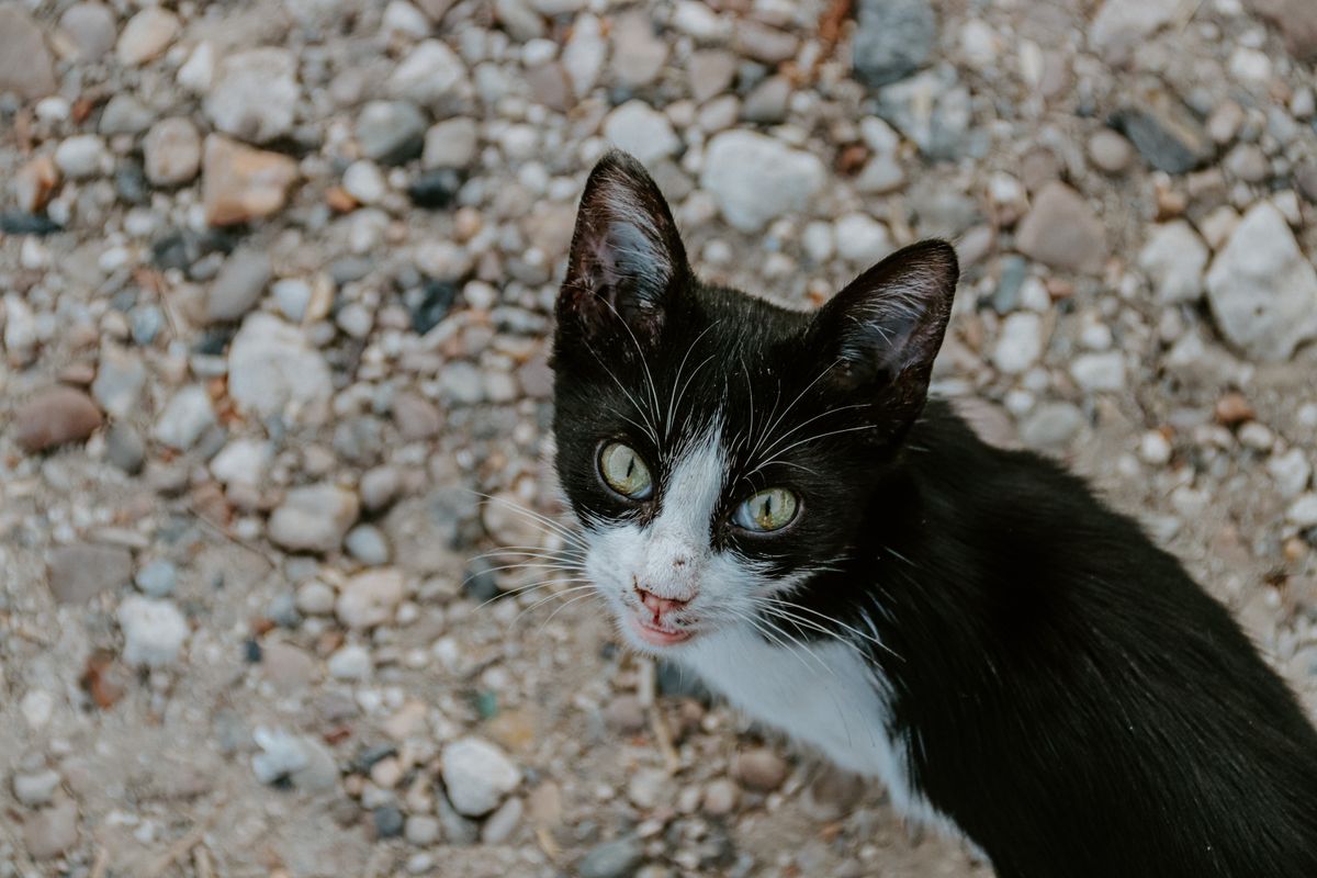 音に反応する猫