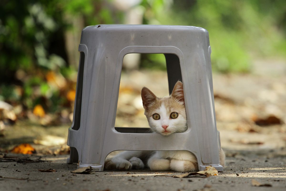 椅子の下に隠れている猫