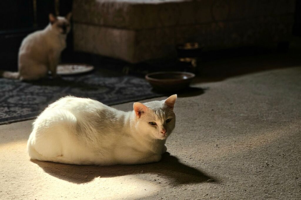 室内で日を浴びている白い猫