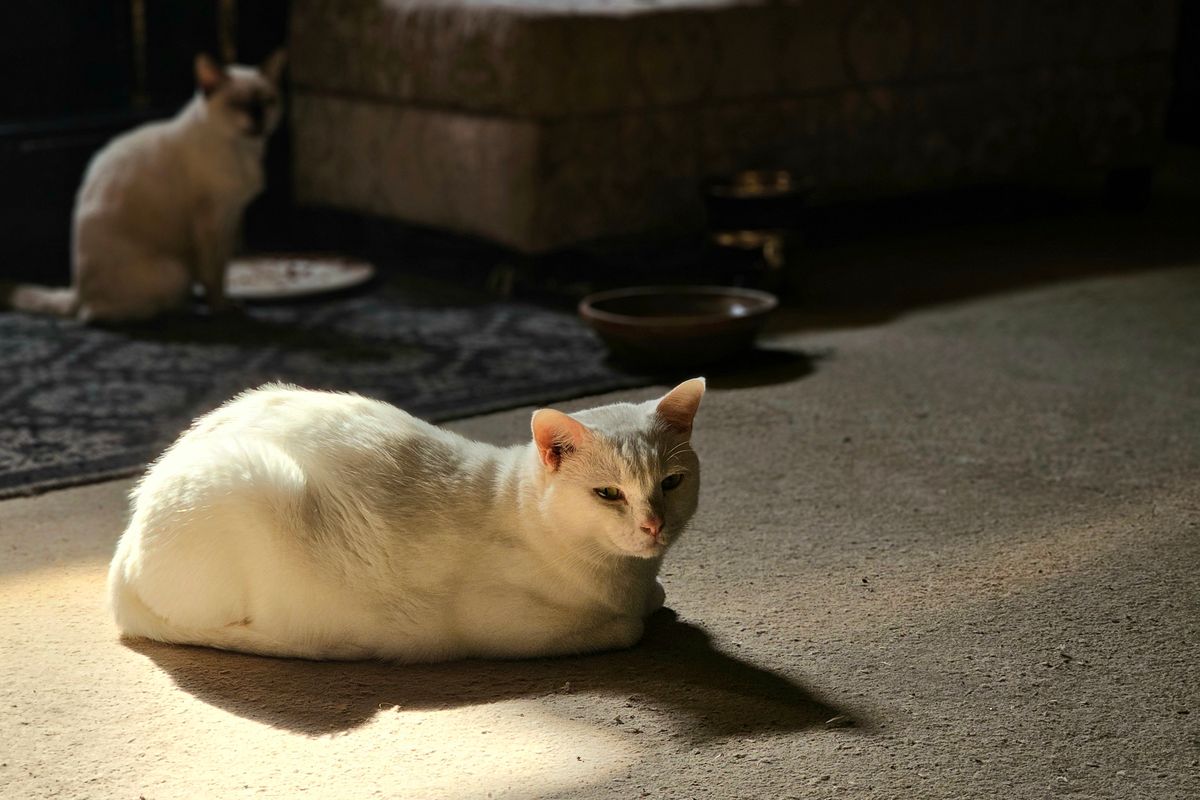 室内で日を浴びている白い猫