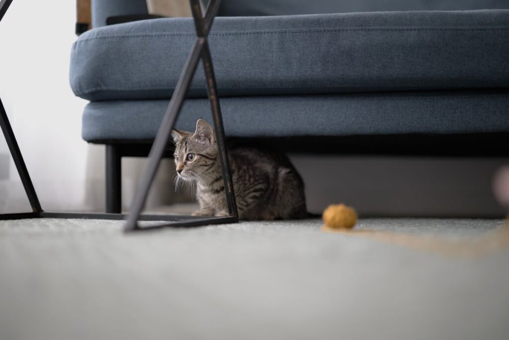 家具の下からのぞく猫