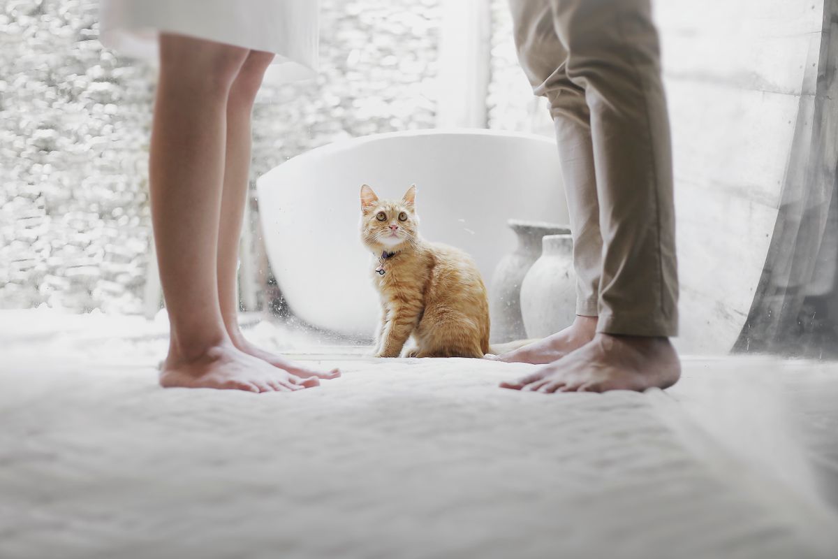 室内で人のそばにいる猫