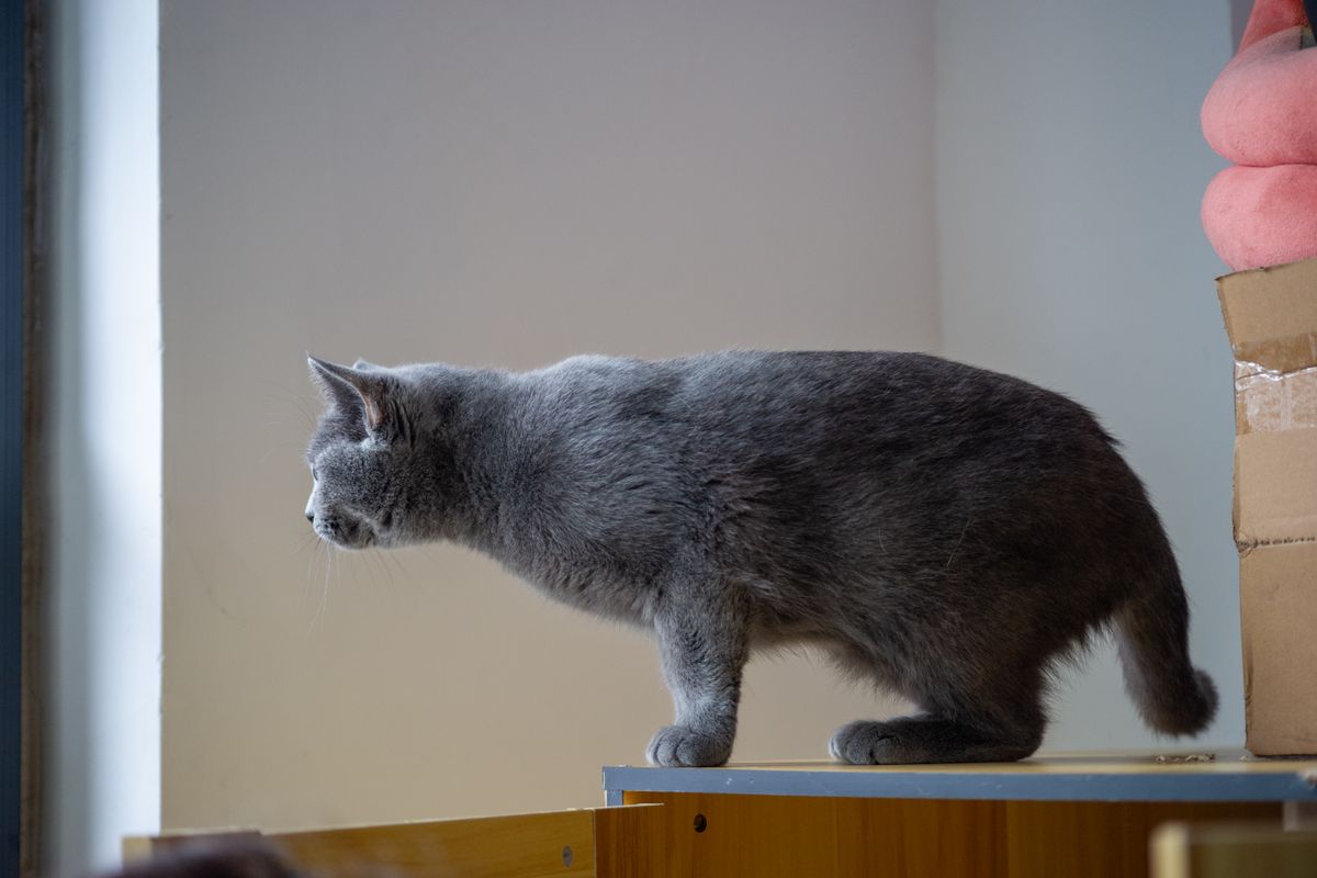 窓辺の家具の上にいる猫