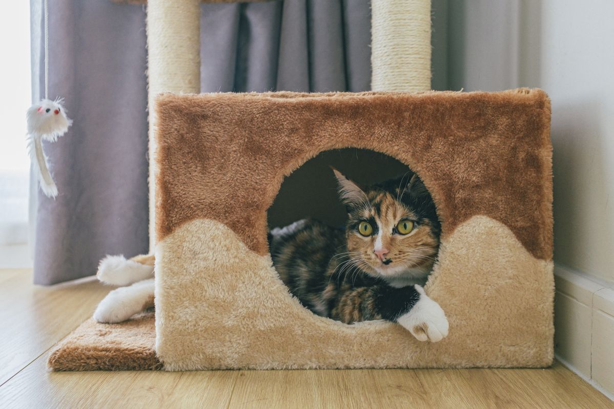 囲われた空間でくつろぐ猫。本体の大きさは猫の入りやすさにも関わる