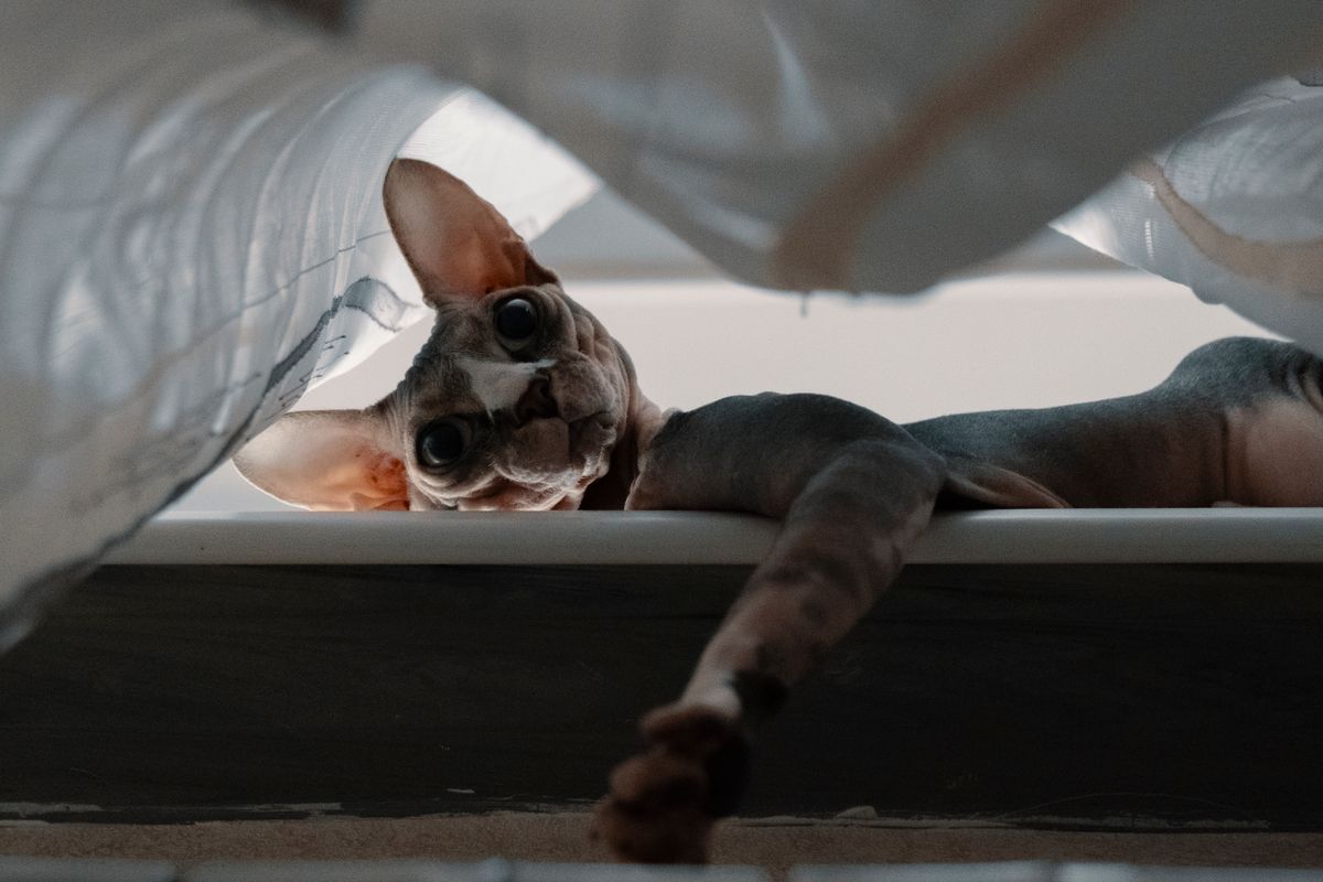 水回りのそばにいる猫。掃除の間はトイレが使えないため時間帯を選ぶ
