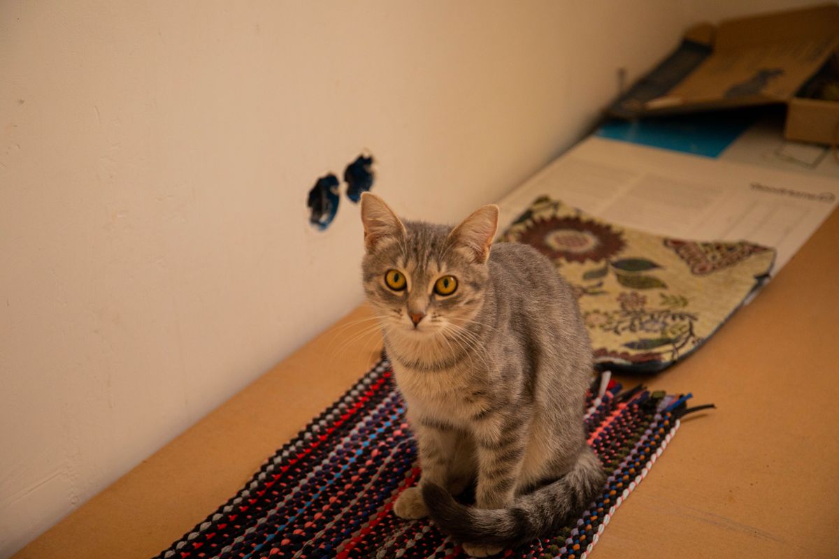 部屋の隅にある猫トイレ