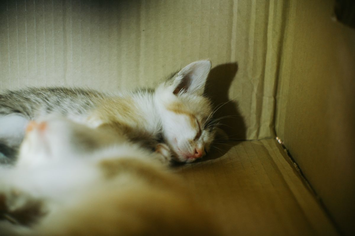 箱に入ろうとしている猫