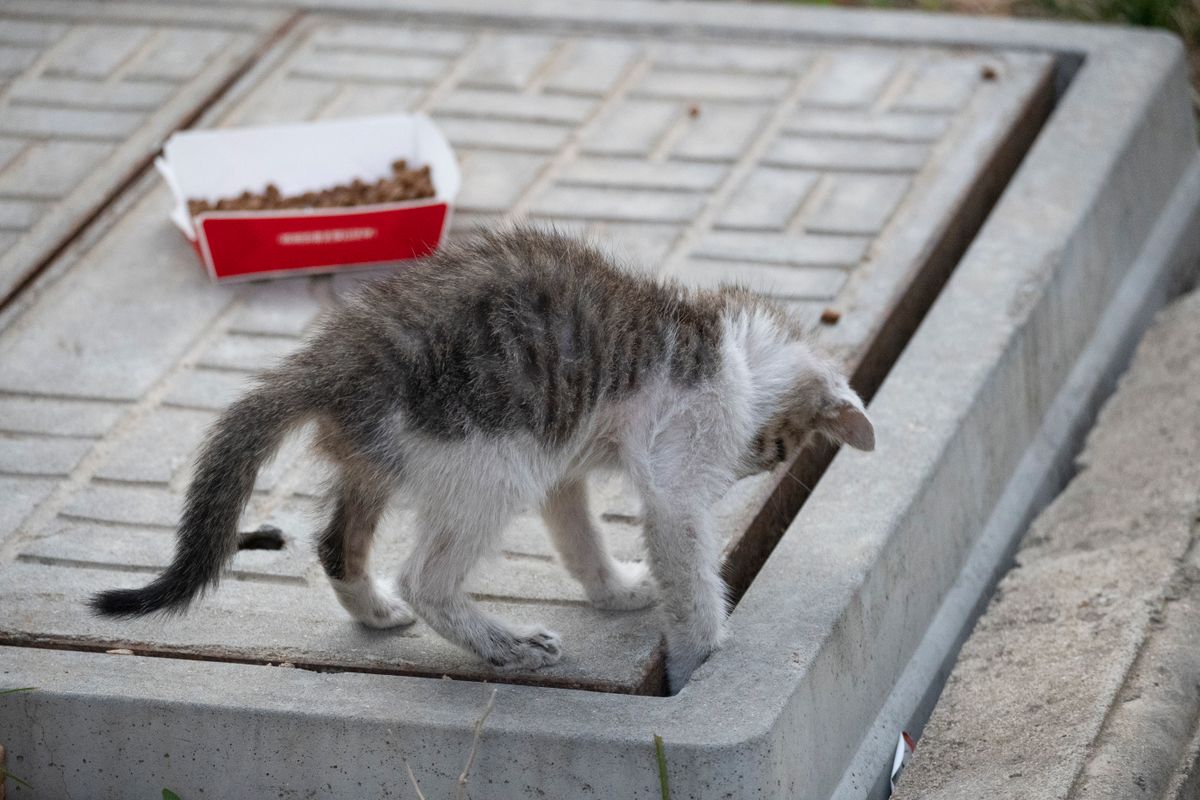 トイレに入る猫