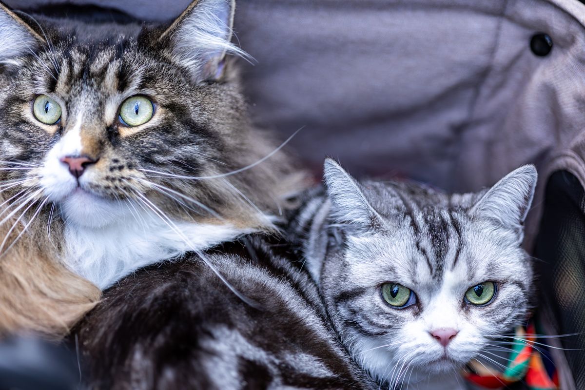 種類の違う猫砂