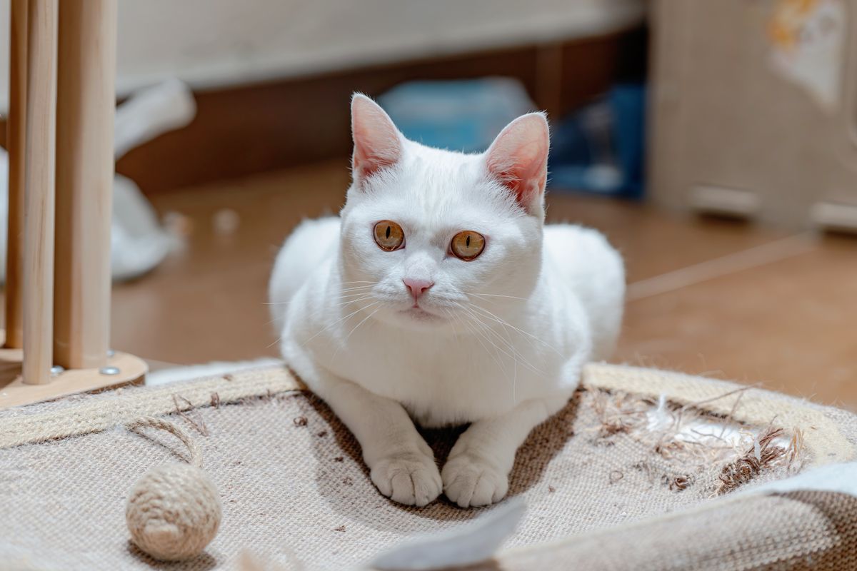 室内で休んでいる白い猫