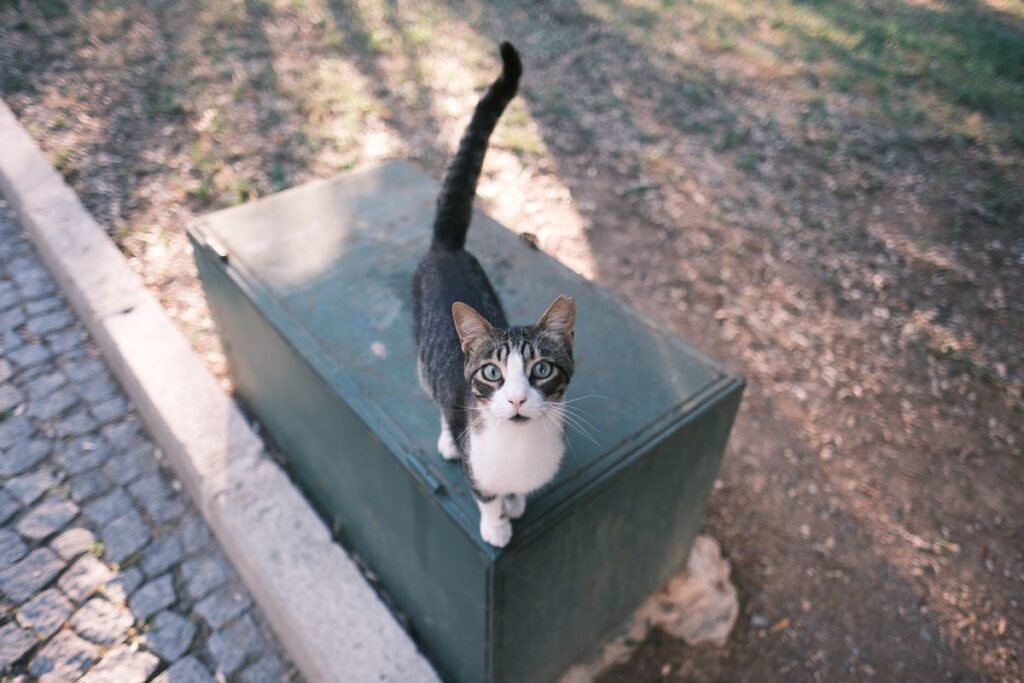 箱の上に立つ猫。入るたびに砂は少しずつ持ち出される