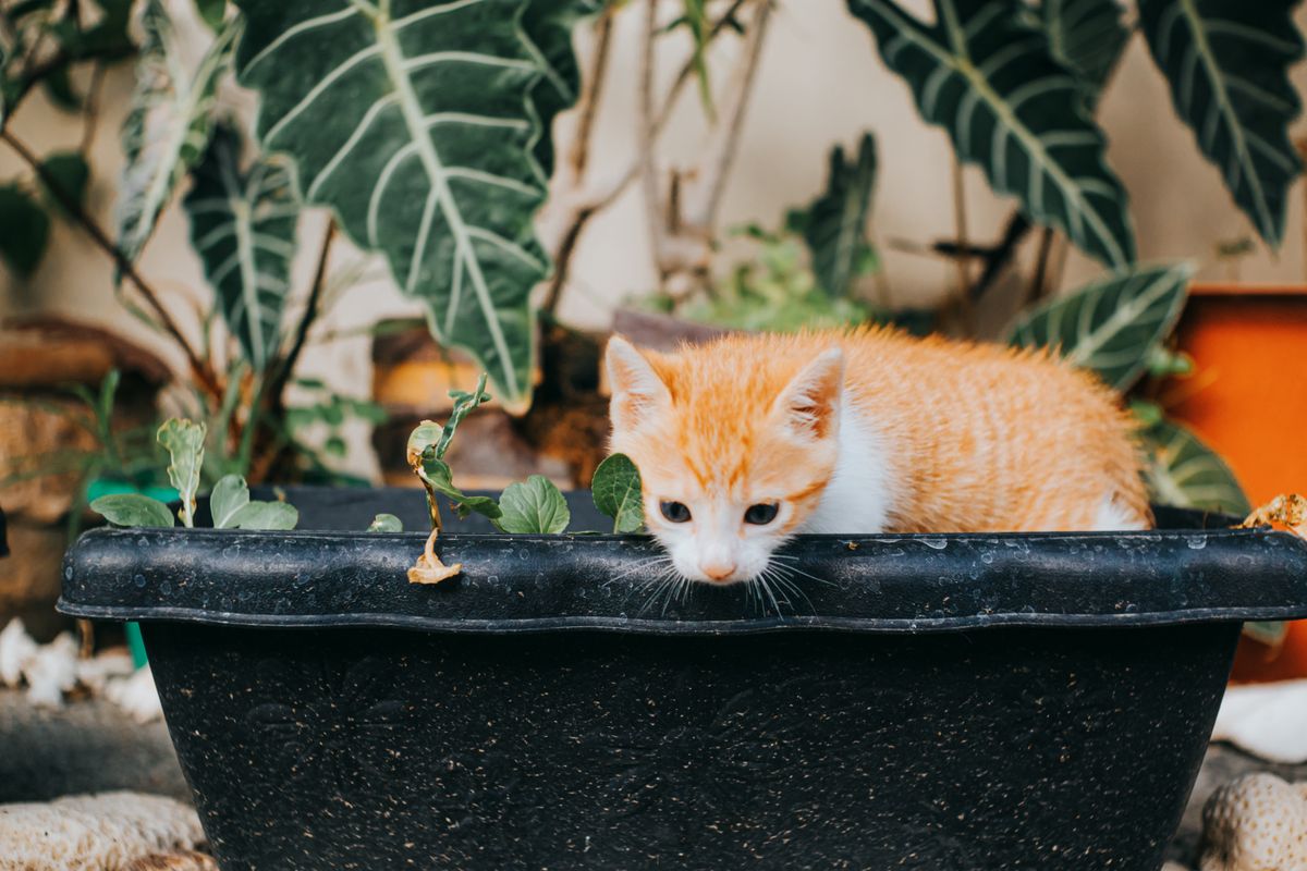中をのぞく猫
