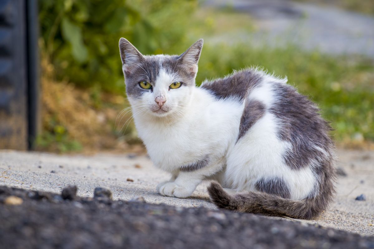 箱の外に座る猫