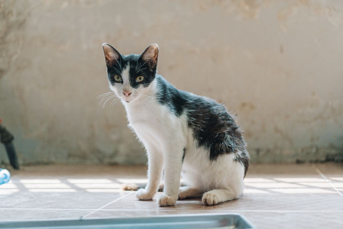 室内の床に座る白黒の猫。動作中は使えないため待ち時間が発生する