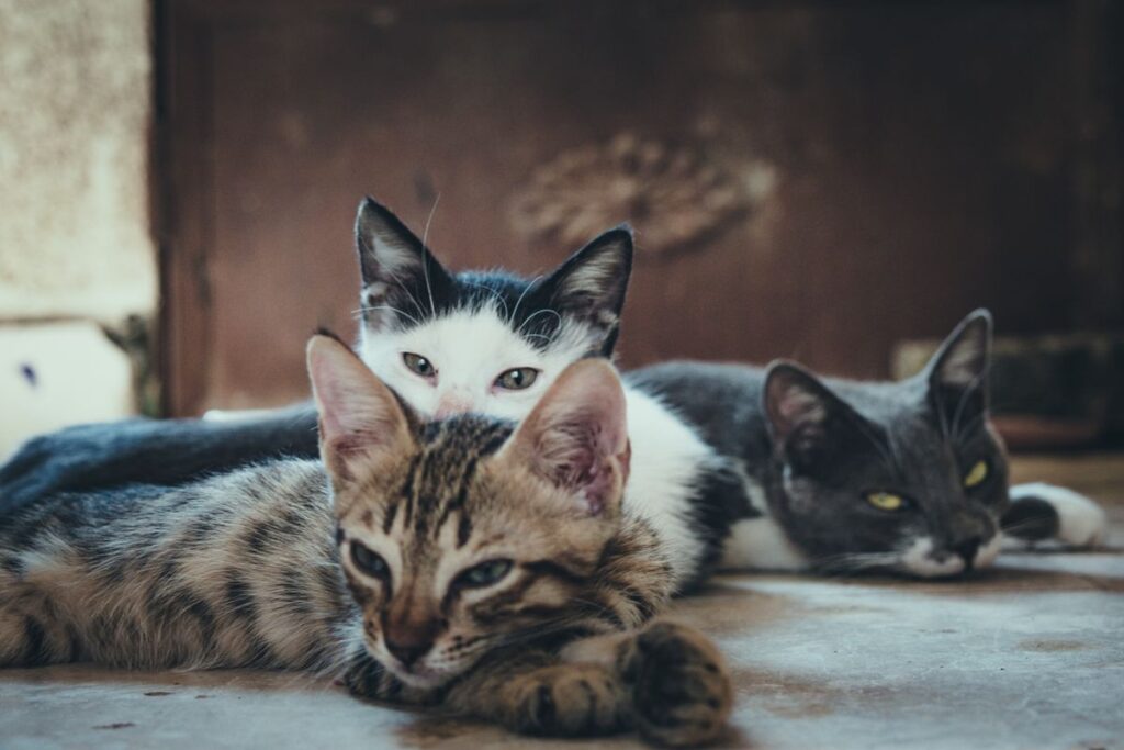 並んで過ごす3匹の猫。自動猫トイレの対応頭数は容量だけでは決まらない