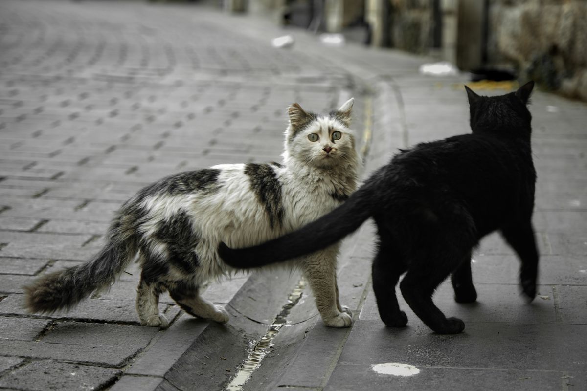 並んでいる二匹の猫
