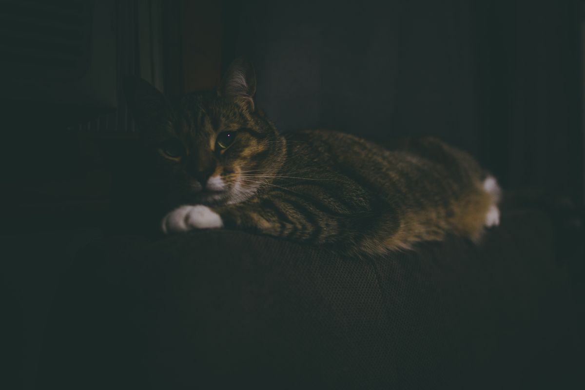 夜のソファでくつろぐ猫