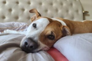 寝ている年上の犬