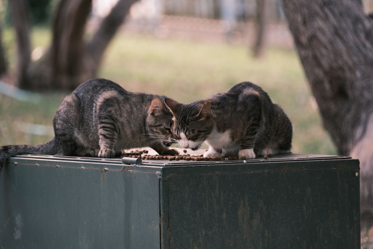 離れて食べる二匹の猫