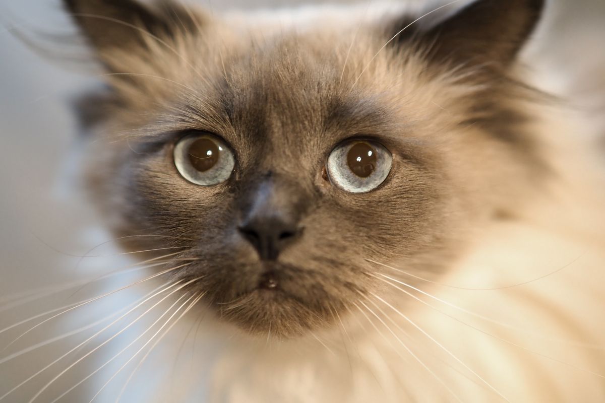 猫の顔を近くから見たところ