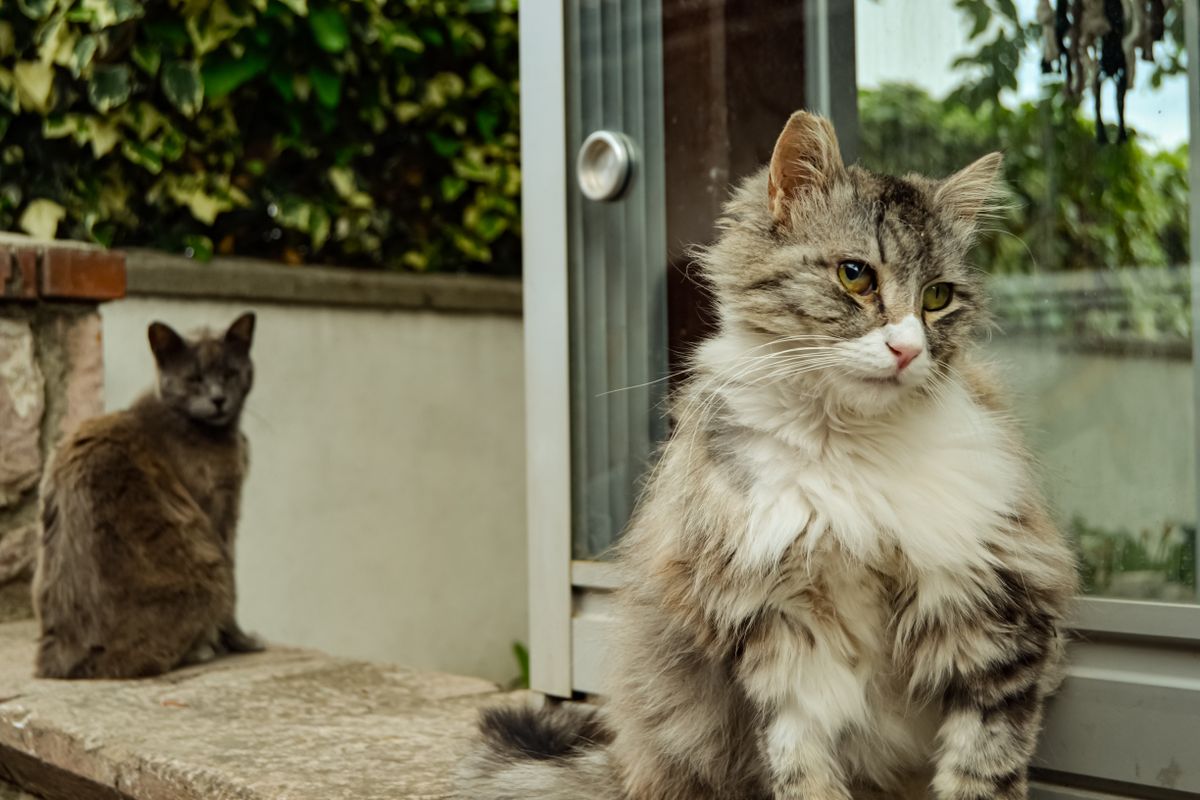 扉のそばに座る猫