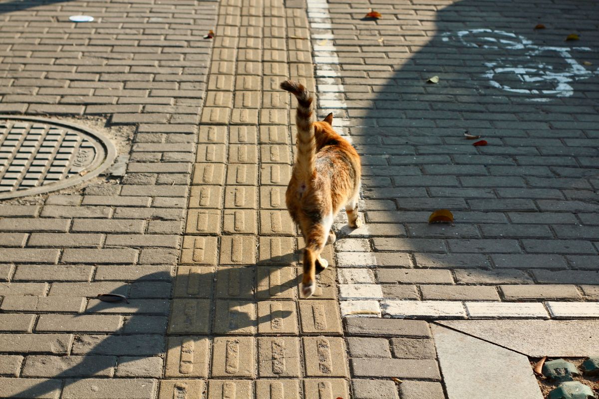 部屋を歩く猫