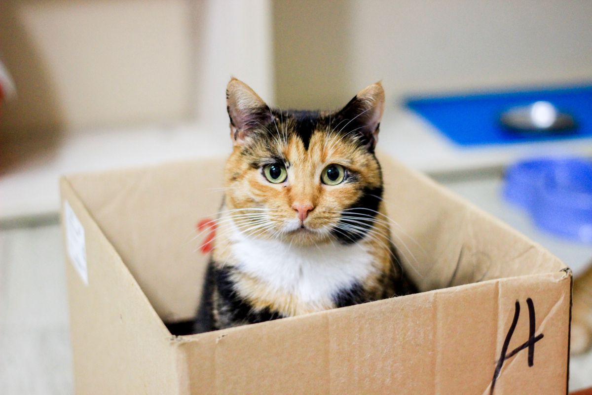 箱の中をのぞく猫