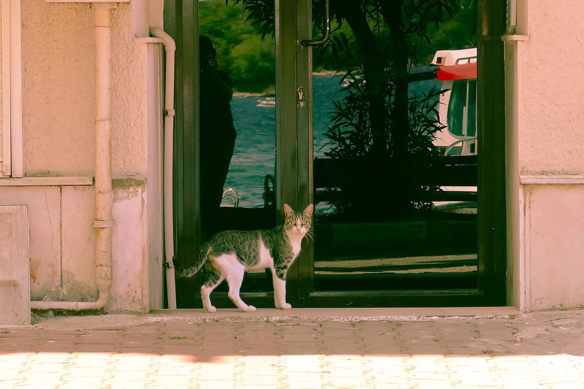 戸口に立つ猫